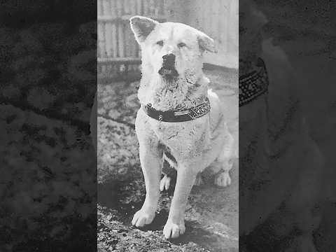 Le célèbre chien Hachiko fête ses 100 ans 🐶 #japon #tokyo #akita