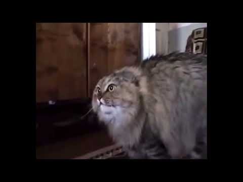 le chat en colère le film