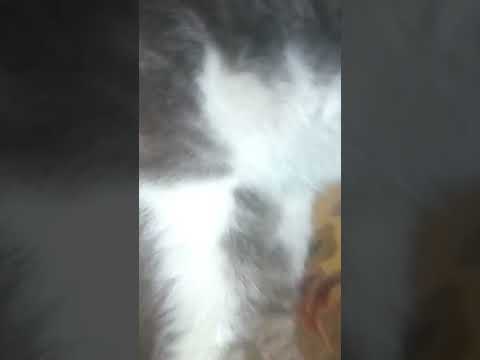 le chat est en colère 😈👿👿👿👹