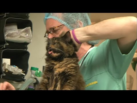Le chat furax envoie l'assistante veto à l'hosto