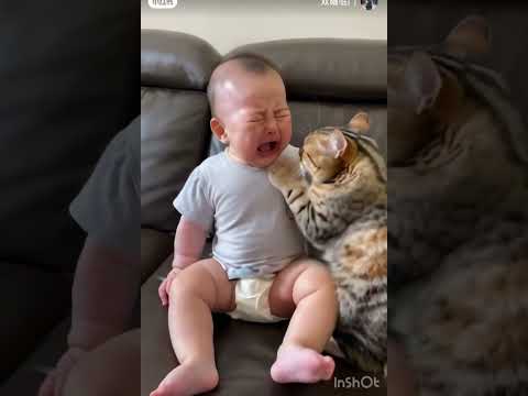 Le chat prend soin du Bébé 👶 qui pleure 😭. #cat #cates #cats #catts #catshorts #cute