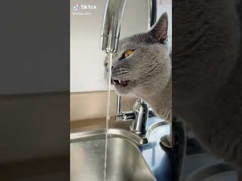 Le chat  qui chante