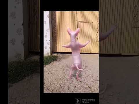 le chat qui danse