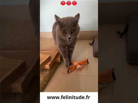 Le chat qui miaule bizarrement et c'est à mourrir de rire  #short