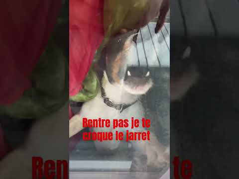 Le chien aboie quand on cogne   #dogbite #chiendrôle #dogbiteprevention