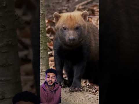 Le chien des buissons : un animal qui ressemble plus à une loutre qu’à un chien #animaux