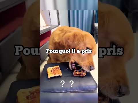 Le chien le plus intelligent!