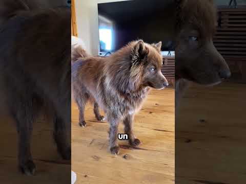 Le chien loup !!
