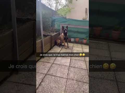 Le chien matrixé par JUL 🤣😍 #jul #malinois #bergerallemand #chien #short