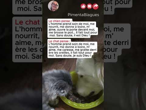 Le chien pense :…Le chat pense :… #blagues #humour