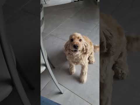 Le chien qui aboie