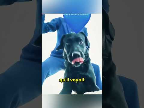 Le chien semble avoir vu sa sœur disparue #shortvideo