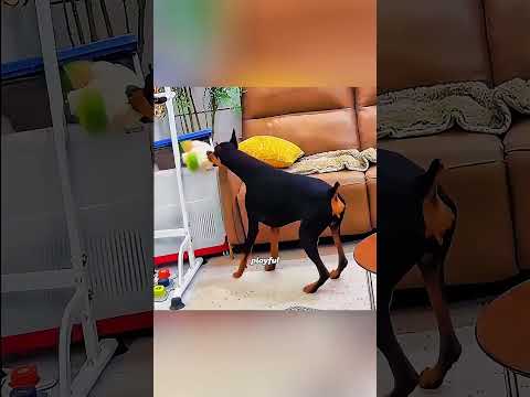 Le chien s'est battu pour une seconde chance dans la vie #animaux #mignon #drôle #shorts #shortfeed