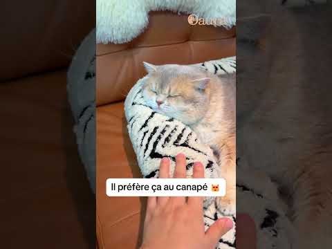 Le coin douillet parfait pour votre chat 😻 #cat #cats #pets #chat #accessoireschat