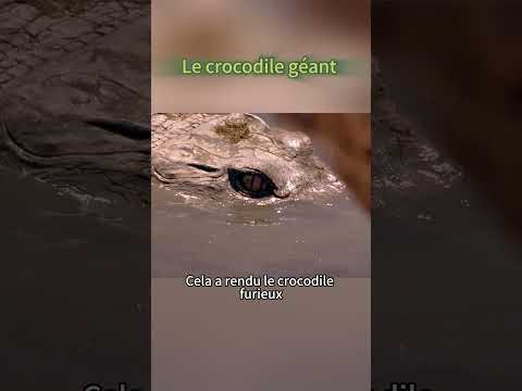 Le crocodile géant#movie #film #france