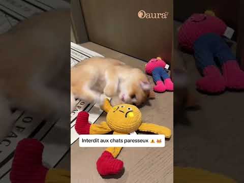 Le doudou stimulant que les chats adorent 😻 #cat #cats #pets #accessoireschat
