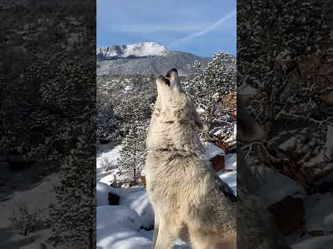 Le hurlement du loup