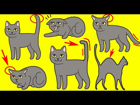 Le langage corporel du chat expliqué | Incroyablement Top