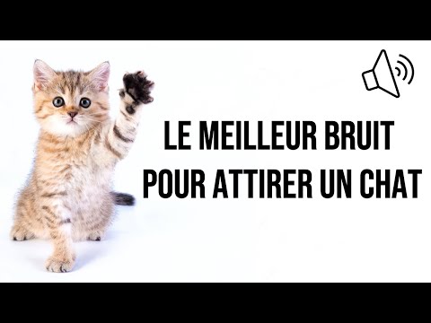 Le meilleur bruit pour attirer un chat !