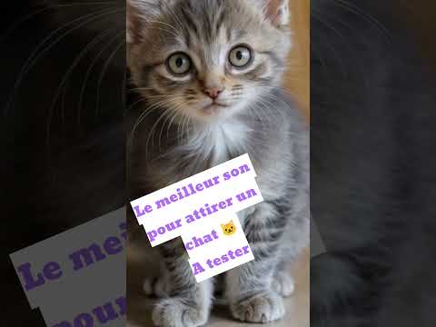 le meilleur son pour attirer un chat #chaton #chat