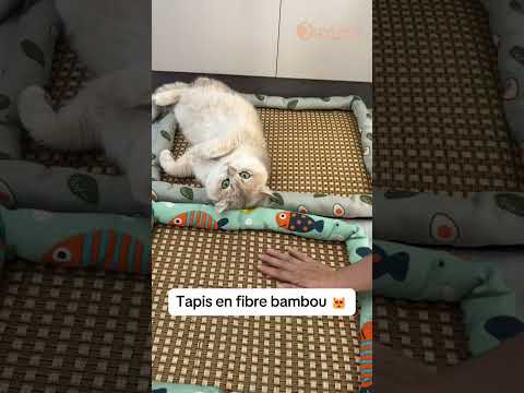 Le pack fraîcheur pour chats en été 🥵 #cat #cats #pets #accessoireschat