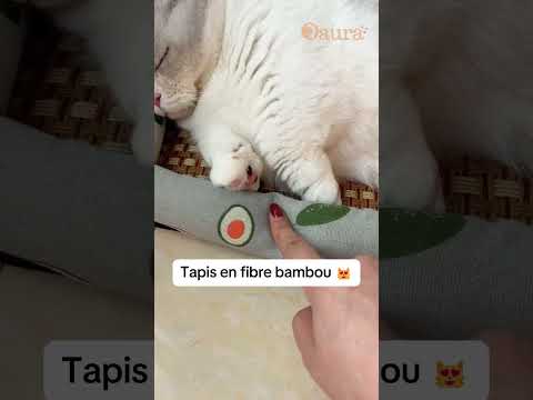Le pack fraîcheur pour chats en été 🥵 #cat #cats #pets #accessoireschat