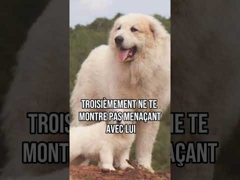 LE PATOU, CHIEN DES PYRÉNÉES ! #animaux #animal #montagne #culture #histoire #nature #randonnée
