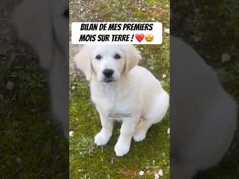 Le pire c’est les flatulences de papa 😭#chien #drole #chiot #humour #animaux