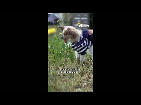 Le plus vieux chien du monde est mort en Haute-Savoie