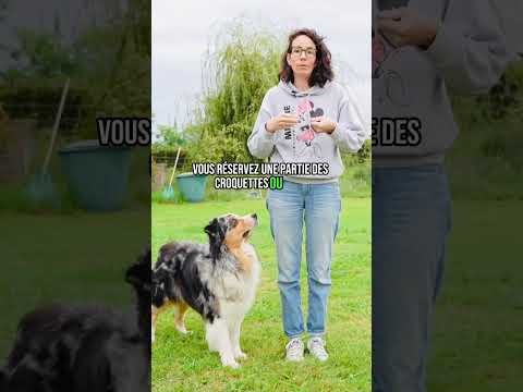 Le secret d’un berger australien hyper bien éduqué #educationcanine #chien #dogtraining
