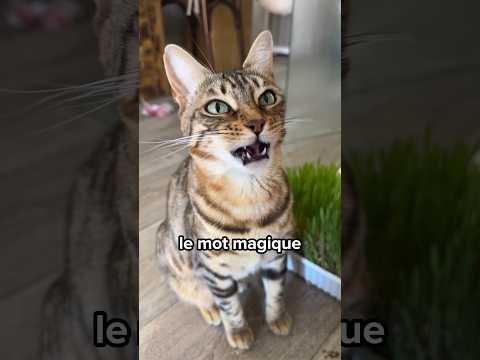 Le SECRET pour comprendre TOUT ce que ton chat te dit 😻🫢 #shorts #chat