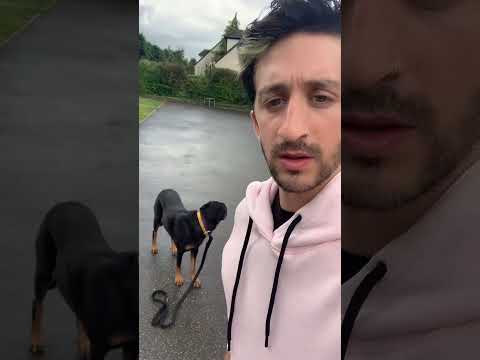 L’éducation canine ça ne s’invente pas #chien #educationcanine #influenceur