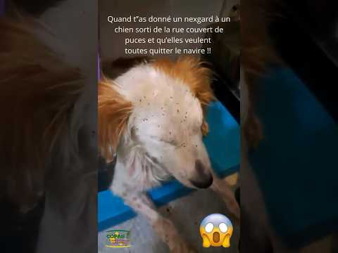 L'effet nexgard sur les puces ! #chien #shorts # #animaux #funny