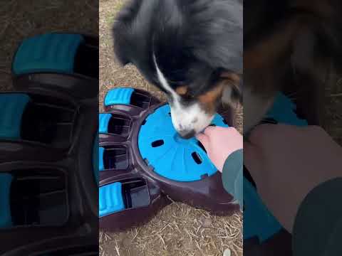 Lequel de mes chiens sera le plus rapide ? 🥰 #animal #chien #dog