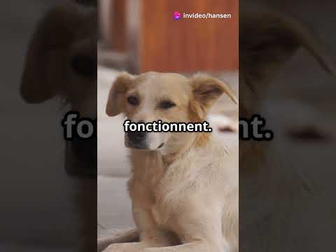 L’erreur à NE JAMAIS faire pour calmer un chien qui aboie ! (Méthode efficace) #chien