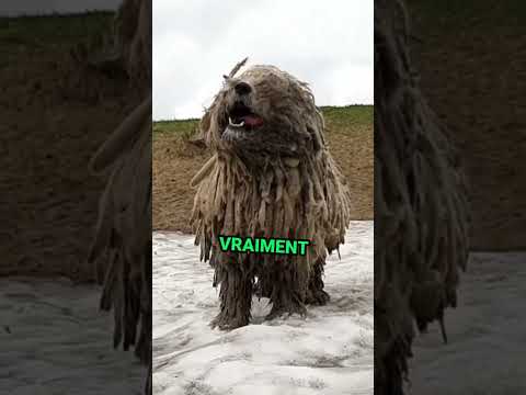 Les 3 chiens les plus rares du monde 🦮#chien##chiens##animaux##animale##komondor##bedlington
