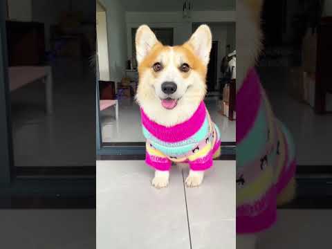 Les 3 meilleures races de chien pour une adoption #chien