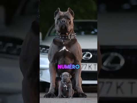 LES 3 morsures de chien les PLUS PUISSANTES 💥💥 #chien #animaux #animale #cancorso #kangal
