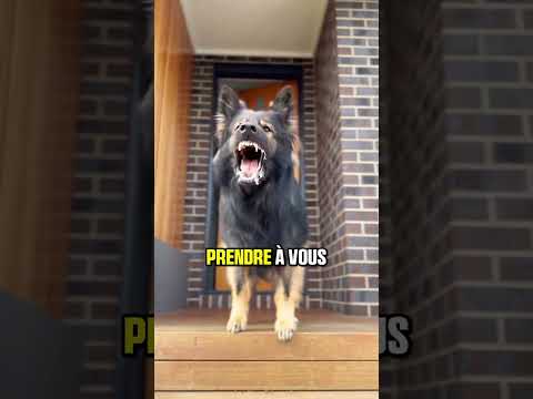 Les 3 races de chien de défense #chien
