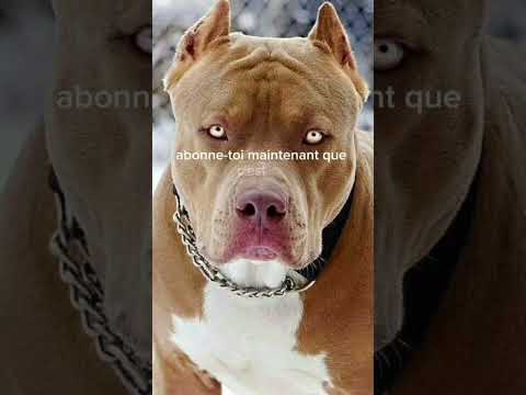 Les 5 chien les plus dangereux du monde