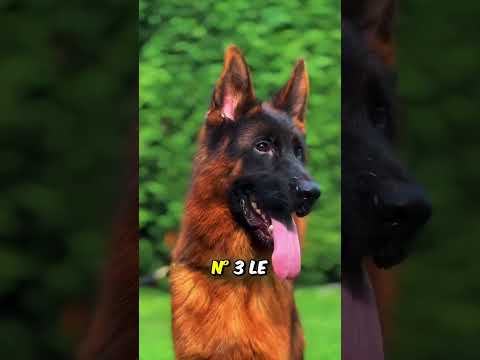 Les 5 Chiens les plus intelligents au monde #chien #chiens #animal #animaux #doberman #bordercollie