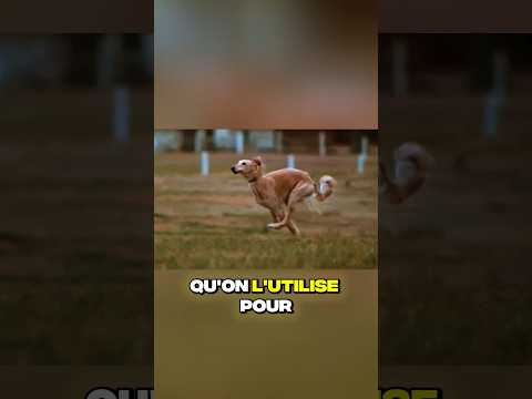 Les 5 chiens les plus rapides au monde #chien #chiens #vitesse #animal #animaux #rapide