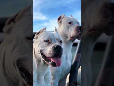Les 5 races de chiens les plus musclées au monde ! #chiens #shorts