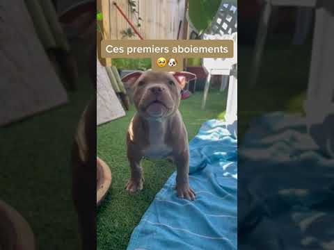 Les aboiements mignons d'un petit chiot