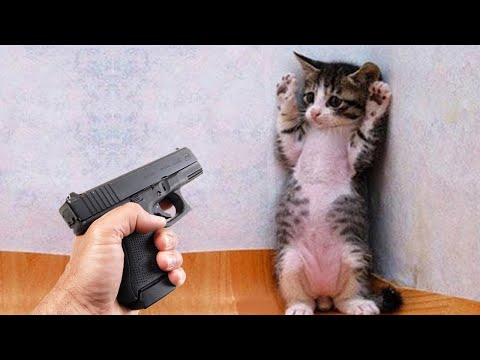 Les animaux les plus drôles te feront pleurer de rire 😂