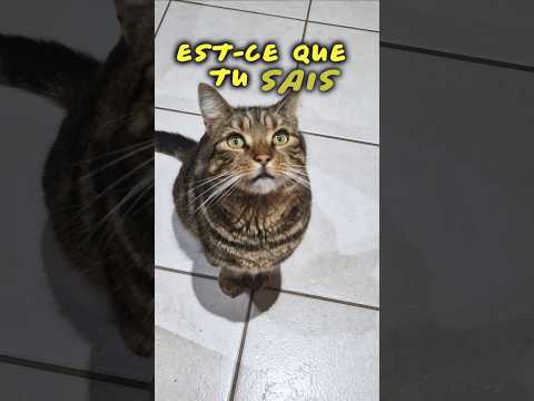 Les blagues Petitou… #humour #shortswithzita