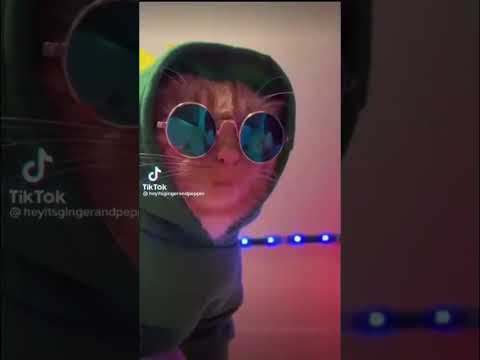 Les chats qui danse