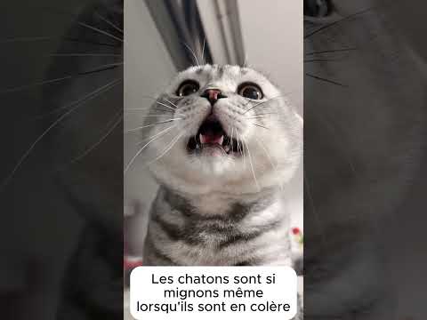 Les chats sont si mignons même lorsqu'ils sont en colère