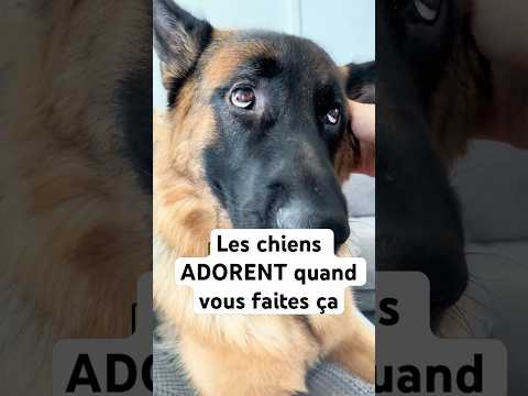 Les Chiens ADORENT quand vous faites ça #chien