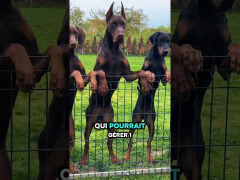 Les Chiens Allemands les plus célèbres #chien #rottweiler #doberman